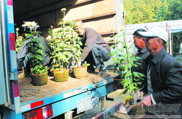 第十一屆全國(guó)菊展隆重開(kāi)幕 德州千余盆菊花北京斗艷