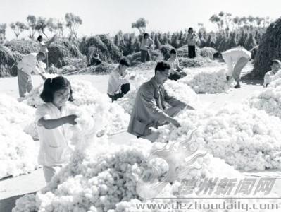 1959年，平原縣董王莊人民公社棉花大豐收。